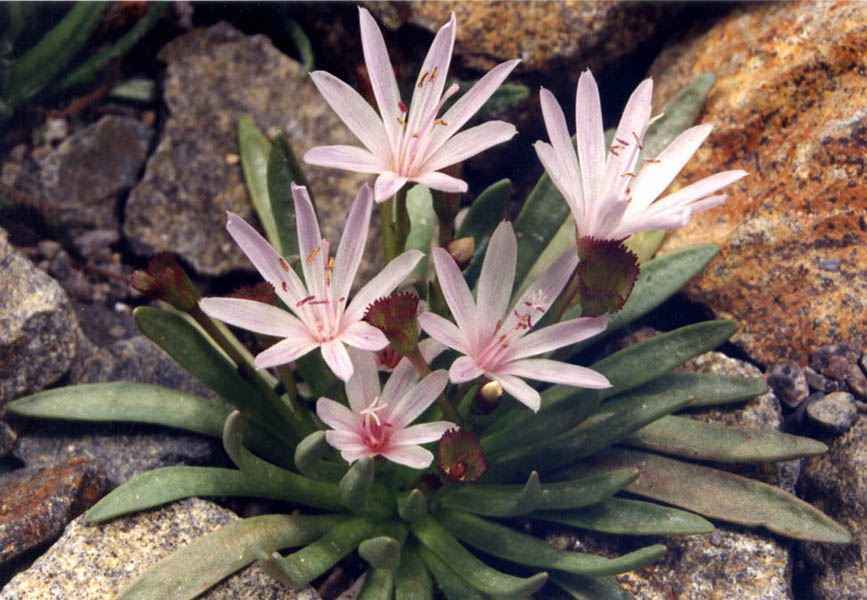 Lewisia longipetala en fleurs sur des éboulis granitiques de la Sierra Nevada